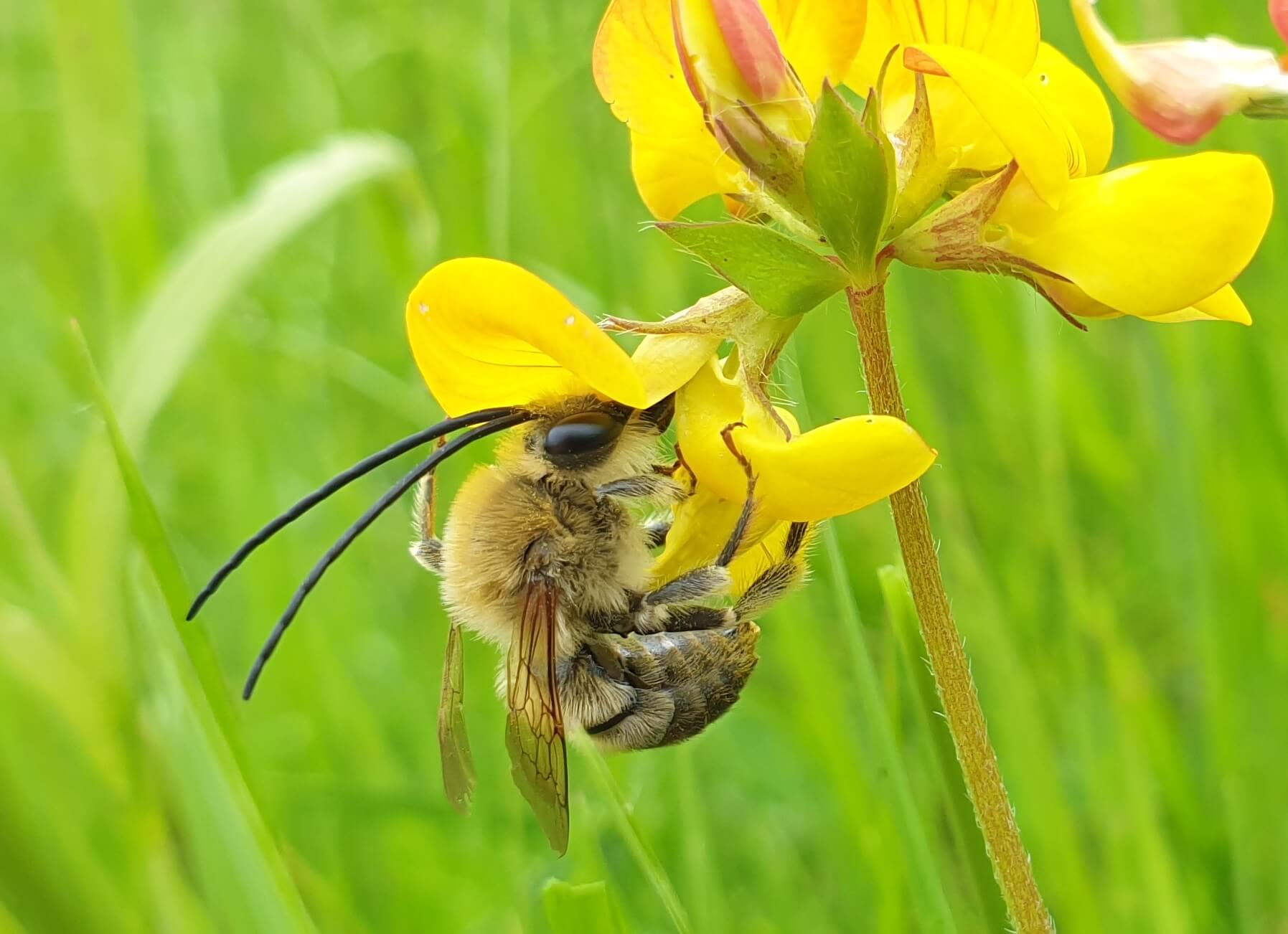 Long-horned Bee on birds foot trefoil