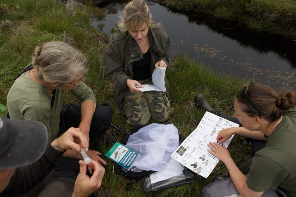 Dragonfly identification and survey training Dragonfly identification and survey training