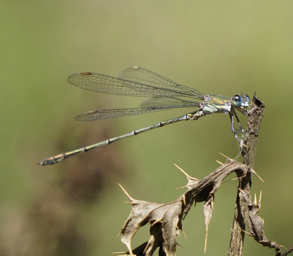 Willow Emerald 2